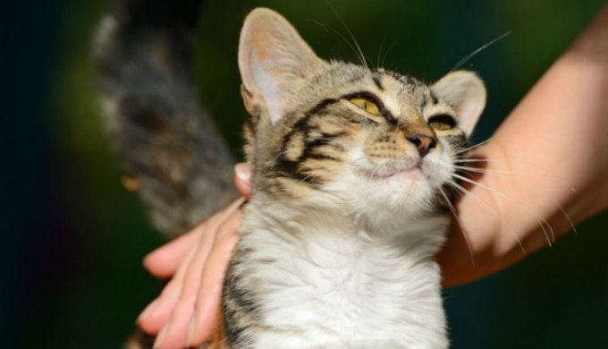 Les conseils pour assurer le bien-être de son chat d'appartement